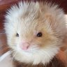 FuzzyFerret