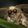 SurprisedMoth