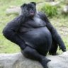 Pugorilla