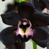 Black Orchid