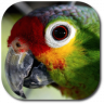 TheParrot24